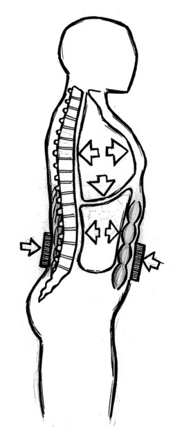 weight lifting belt anatomy