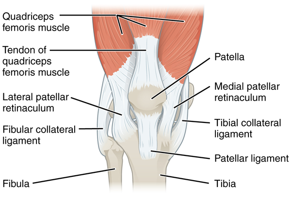 anterior view anatomy of the knee