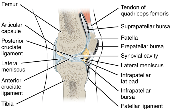 sagittal knee anatomy