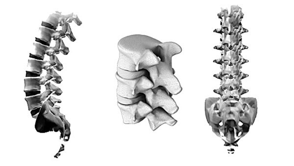 spinal anatomy