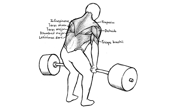 back muscle anatomy