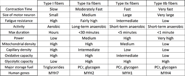 muscle fiber type characteristics