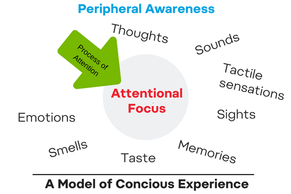 attentional focus