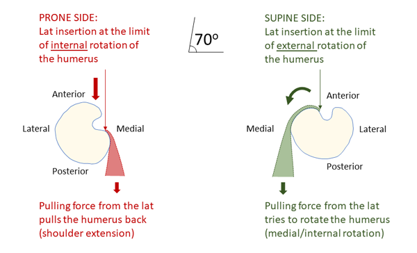 effect on the humerus and hand on the bar of force from the latissimus dorsi insertion.
