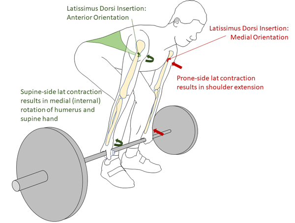 effect of internal rotation of the arm and supine hand on the bar