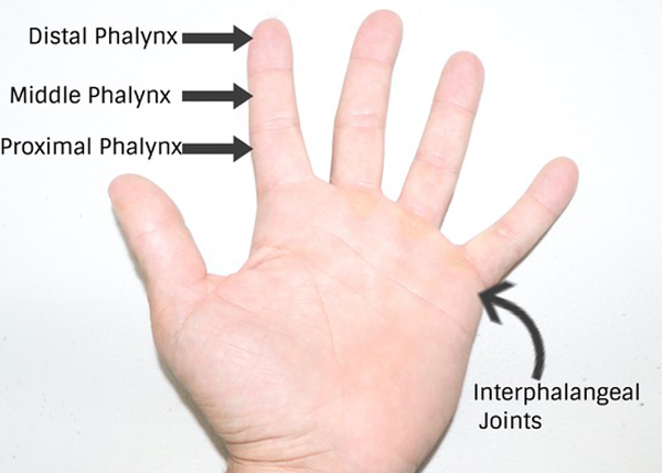 Hand Diagram Surface Santana