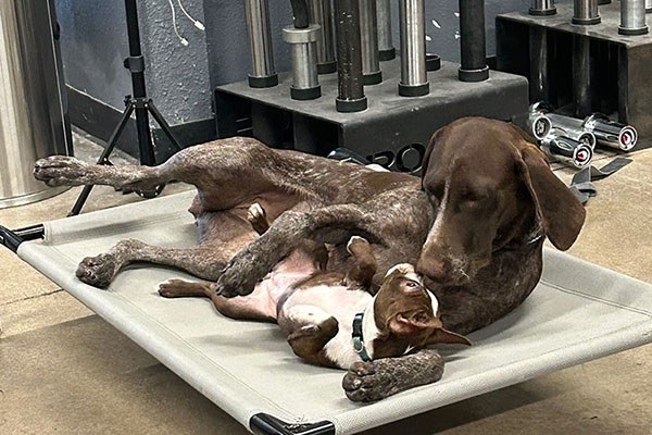 the dogs lounge at weights and plates in arizona