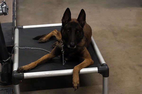saruk monitors the training camp in phoenix