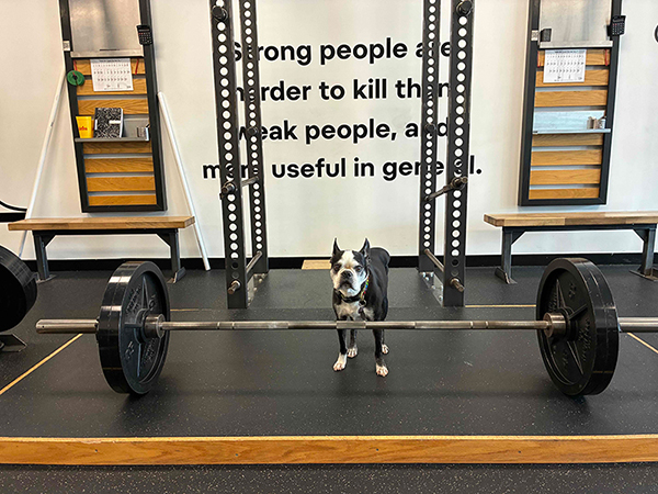 gym dog buster on the platform with a barbell