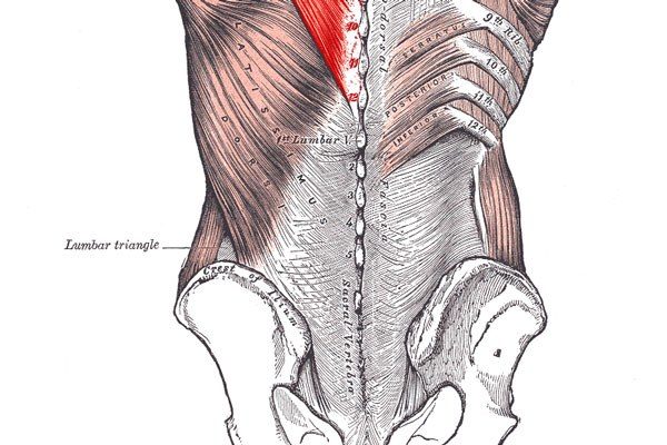 low back anatomy