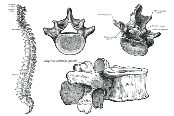 lumbar anatomy grays anatomy