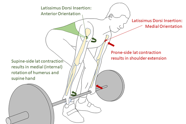 effects of the supine grip on a pull