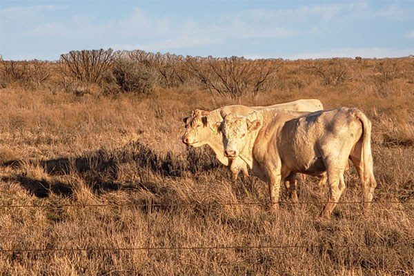 charolais bulls grazing on north texas rangeland