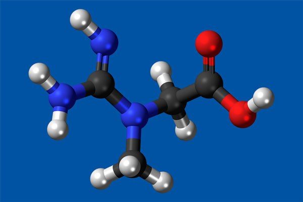 creatine molecular model representation