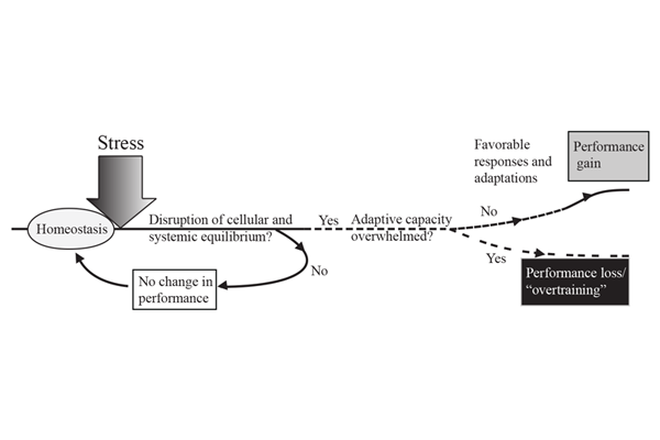 stress recovery adaptation cycle overview