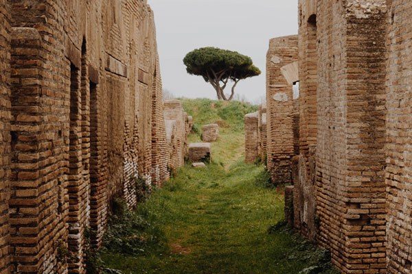 tree in a ruin