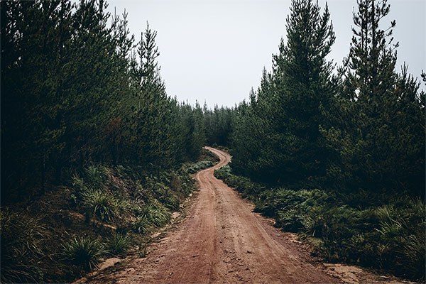 empty dirt road winding into forest