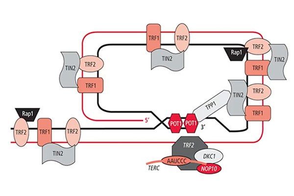 telomere schematic