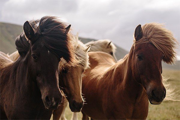 group of delicious looking horses