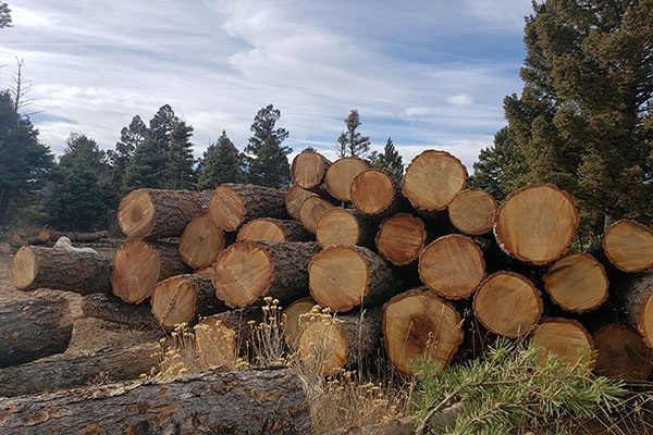 deck of logs