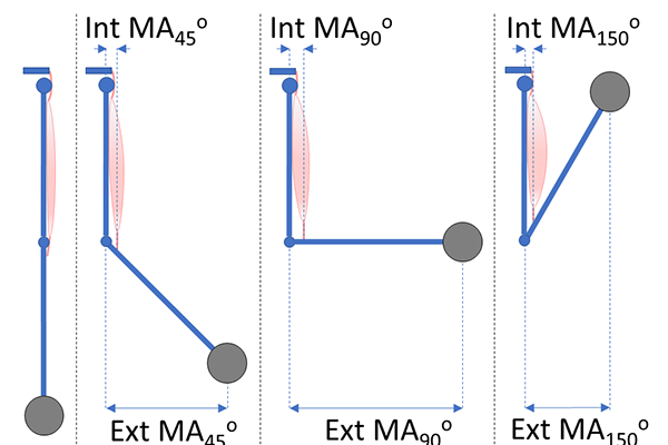 progression of the concentric portion of a barbell curl as a function of joint angle, showing the change in external moment arms, internal moment arms, and muscle belly length