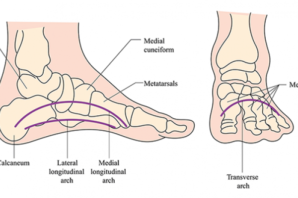 drawing of transverse arch lateral longitudinal arch medial longitudinal arch in the human foot