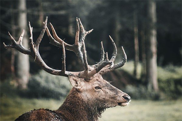 muddy young elk