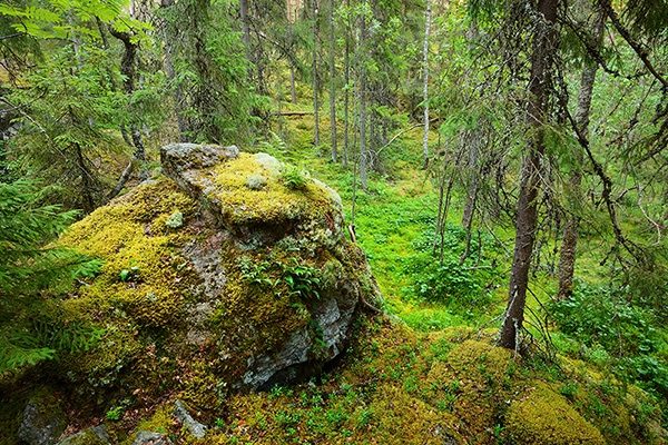 moss covered boulder in a forest