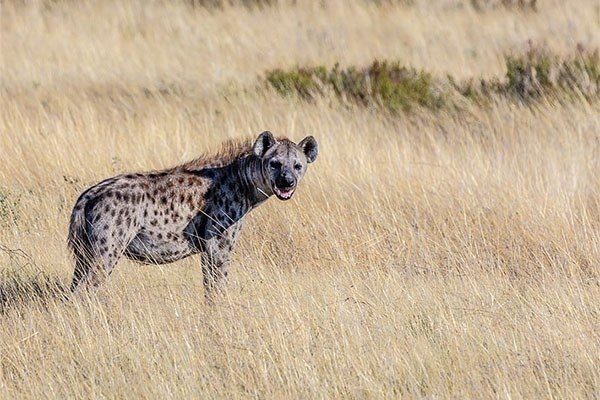 hyena standing in grass and thinking about eating you