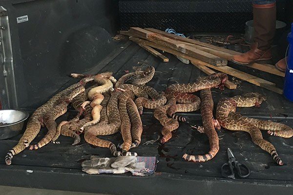 rattlesnake harvest