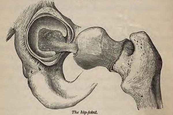 hip joint structure