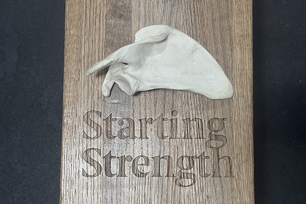 model of a scapula resting on a bench