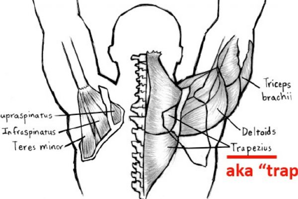 trap anatomy