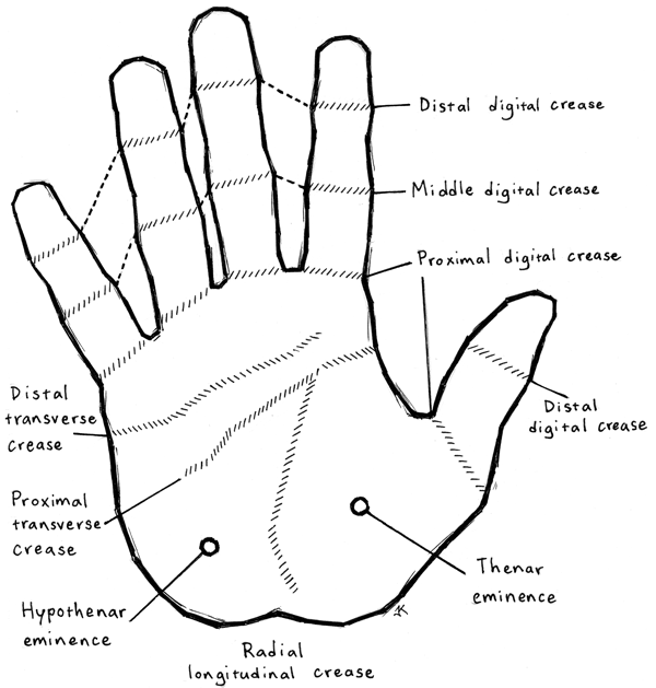 palm anatomy map