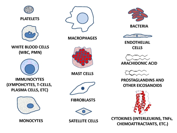 inflammation major players