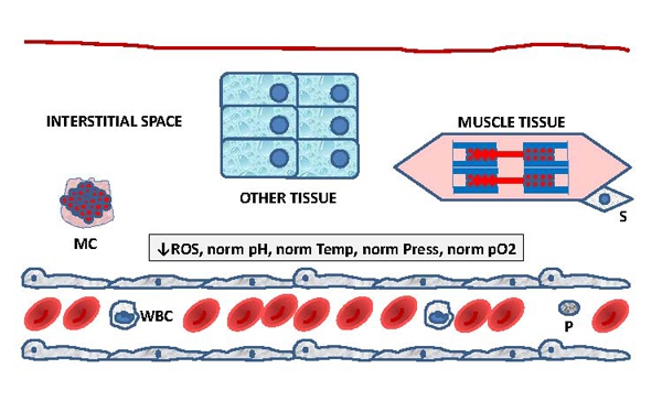 tissue homeostasis