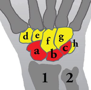 wrist joint anatomy